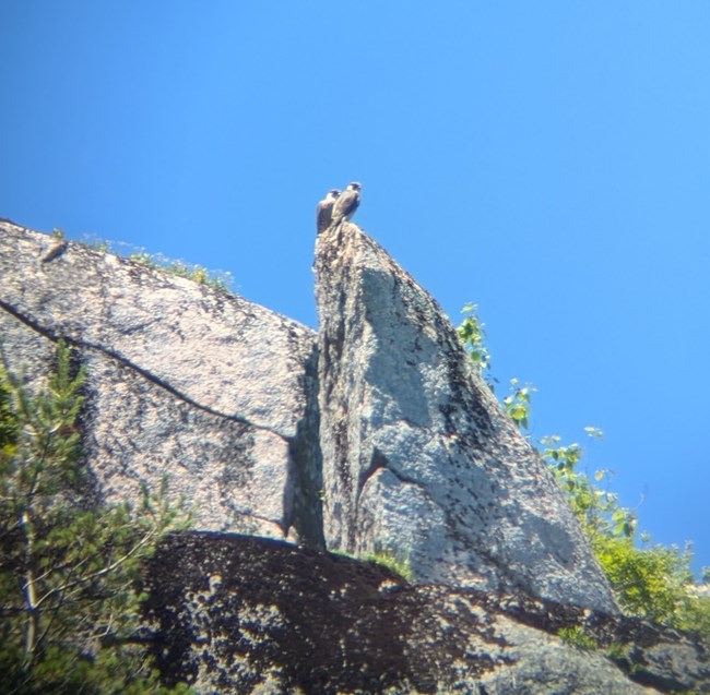 The juvenile siblings perched together. The juvenile siblings perched together.