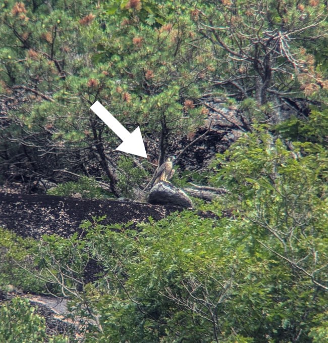 A juvenile peregrine falcon perched on a rock. A juvenile peregrine falcon perched on a rock.