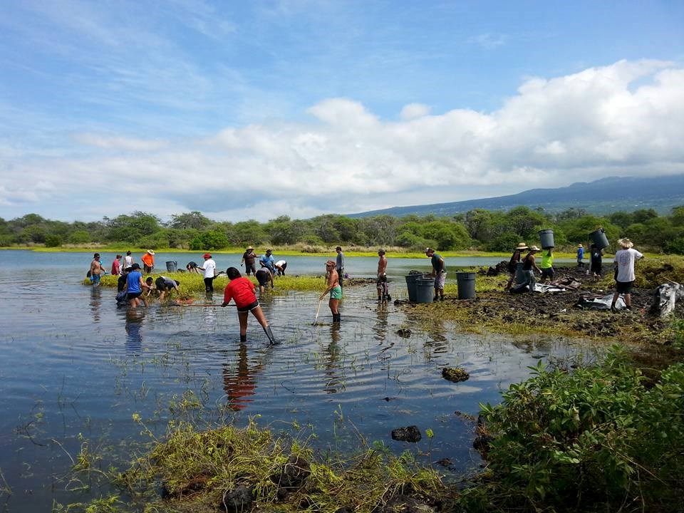 Kaloko Fishpond Workday 2015 A group if volunteers wade into the shallow waters of Kaloko pond with grey trashcans to remove invasive plants