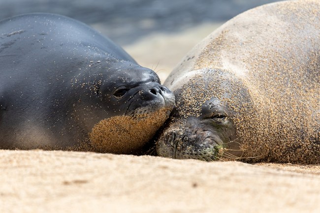 Two sleeping monk seals.