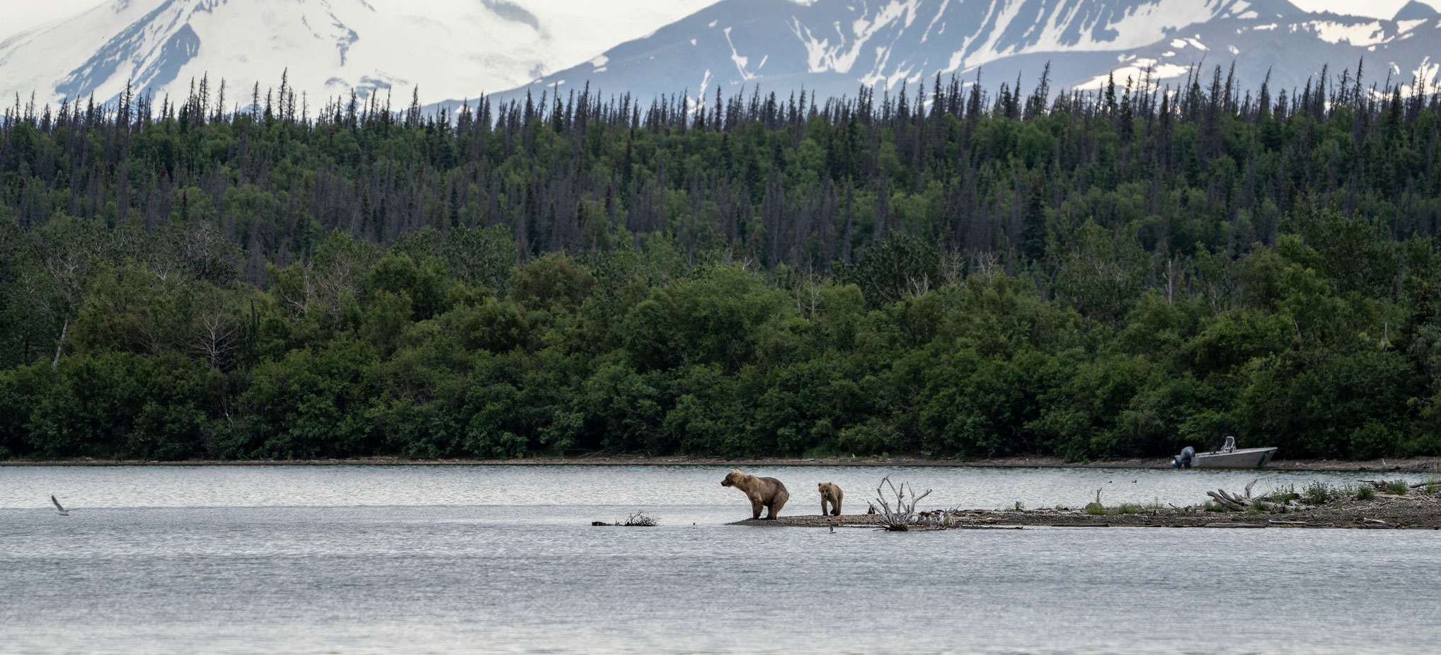 Two bears stand on the end of a gravel spit in a lake, with a tree-covered shoreline and snowy mountains in the background.