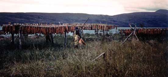 A person stands in a grassy area beside a horizontal rack full of hanging fish