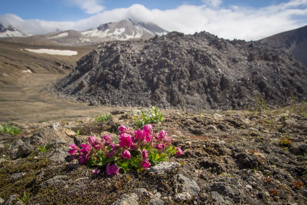 pink flowers amid a black and bumpy biological soil cruswt with mountains in the background