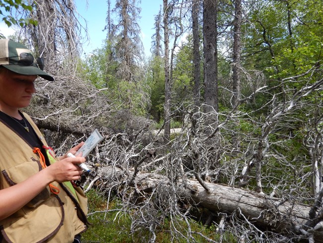 A fire ecologist makes notes on a clipboard in a forested area with many downed trees