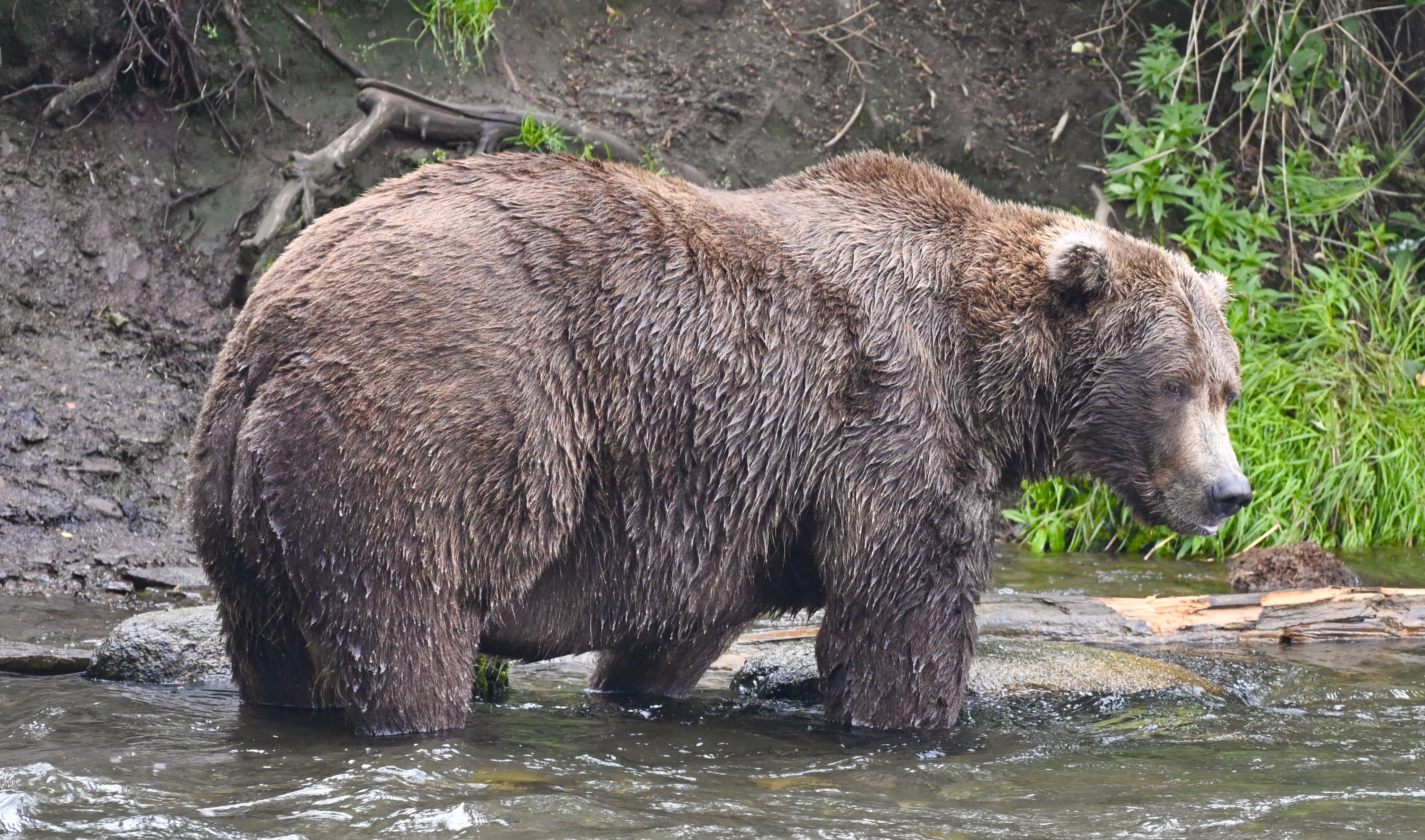A fat brown bear stands in a river