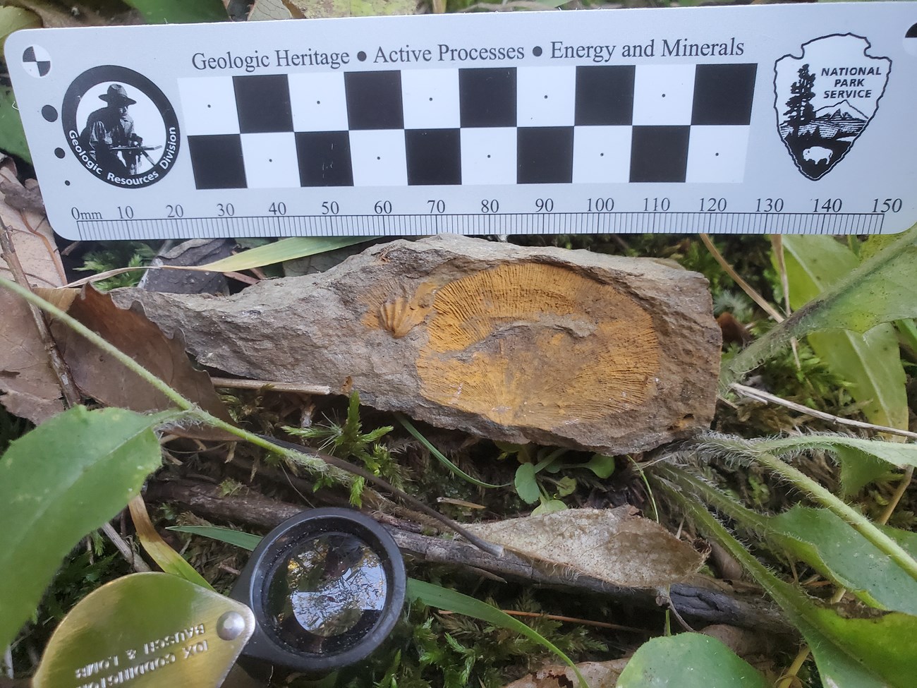 Photo of a fossil shell in a rock fragment with a ruler scale and hand lens all placed together among plants on the ground