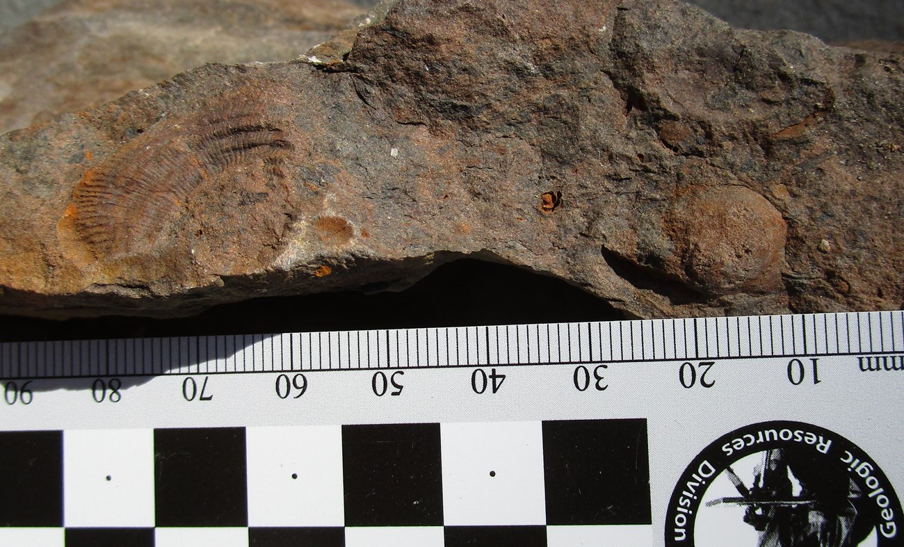 Photo of a rock fragment with exposed fossil shells