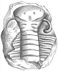 Drawing of a trilobite fossil
