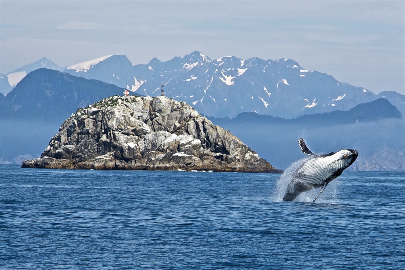 The entire body of a whale is seen breaching the surface of the ocean. Snow capped mountains lie in the background.