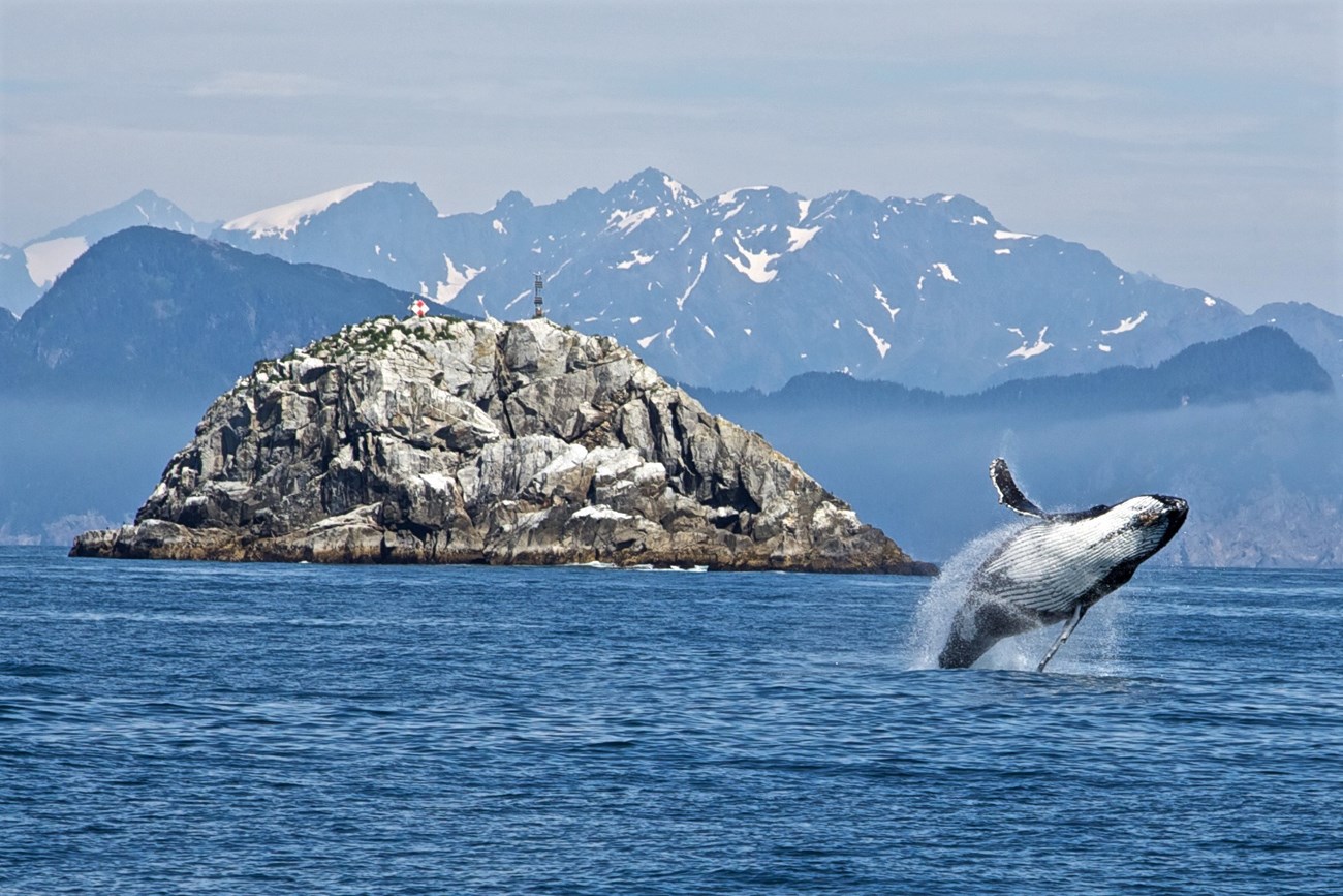 KEFJ_2013_Thoresen_0019_image altered 2 The entire body of a whale is seen breaching the surface of the ocean. Snow capped mountains lie in the background.
