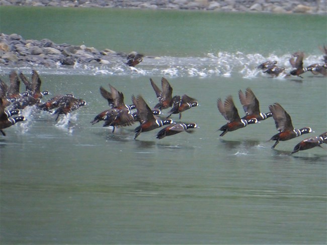 A flock of colorful harlequin ducks takes off from the surface of the water.