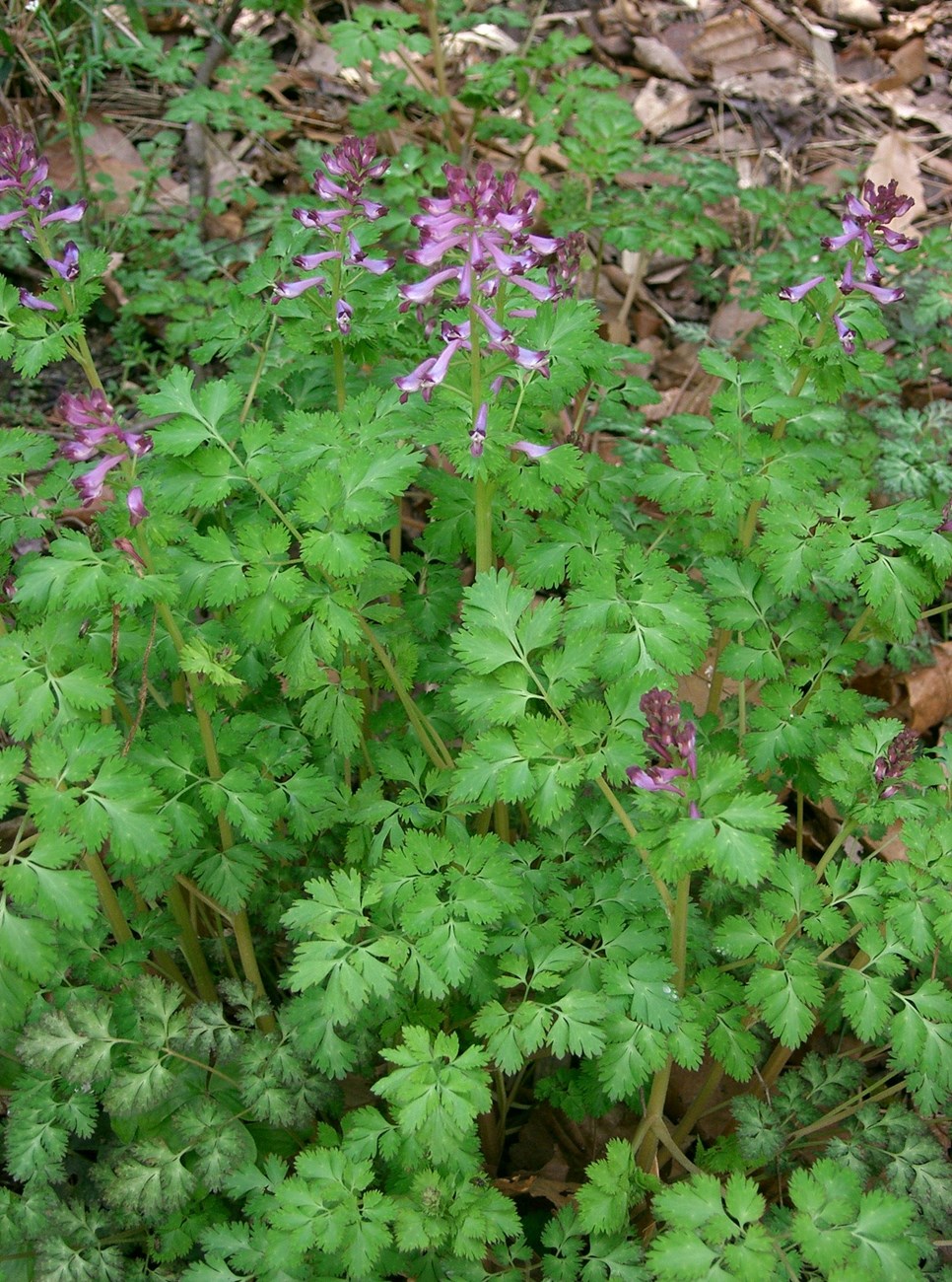 A low growing plant with incised green leaves and stalks of purple flowers