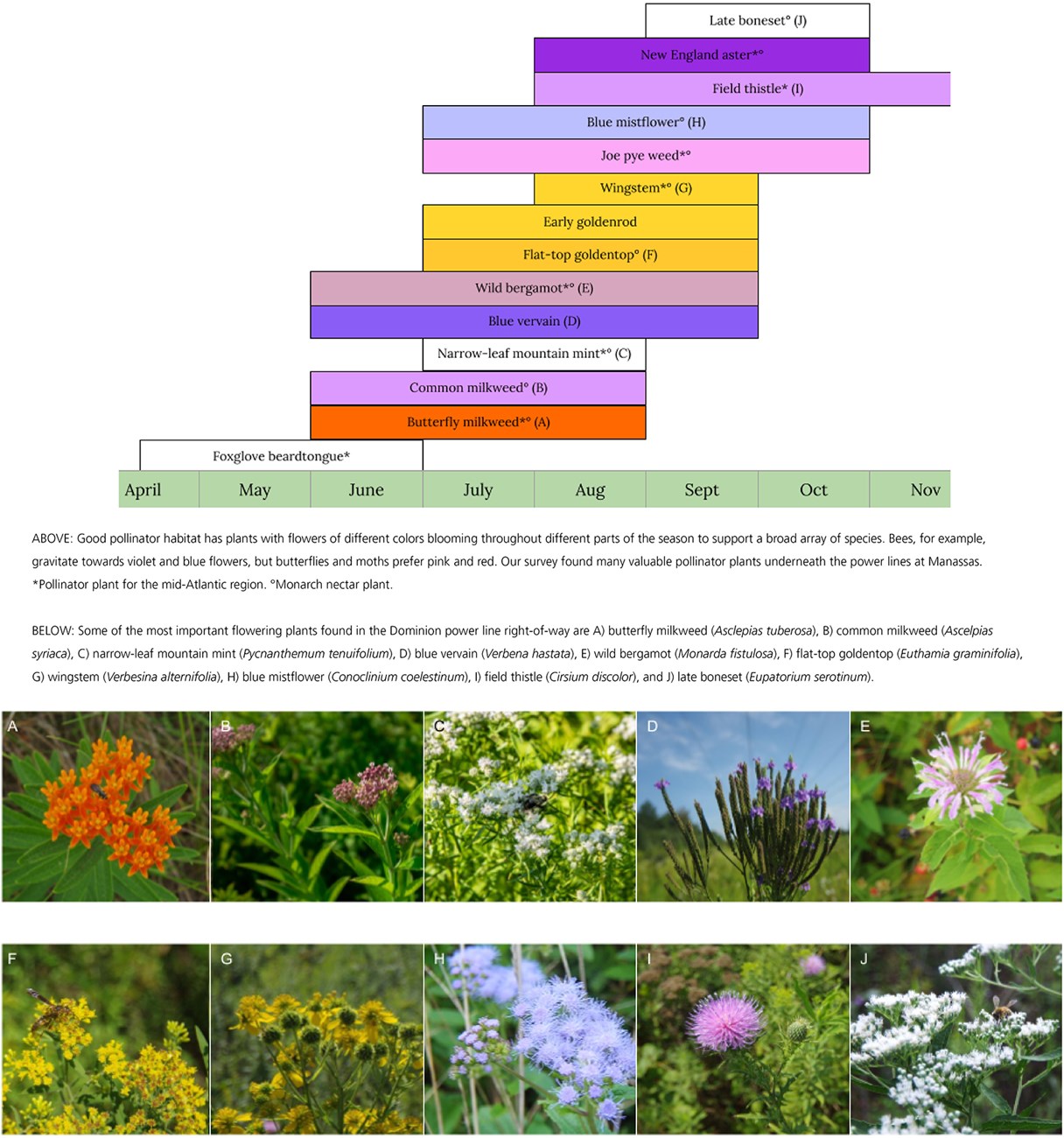 Pollinator plants graphic Graphic showing when different flowering plants bloom in the grasslands