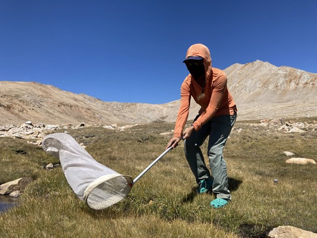 Field scientist using a sweep net in a wetland to sample invertebrates.