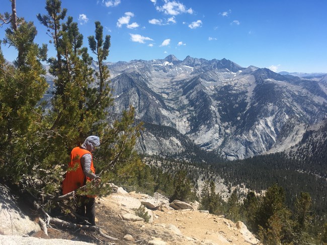 Technician examines the branch of a pine tree on a high mountain slope.