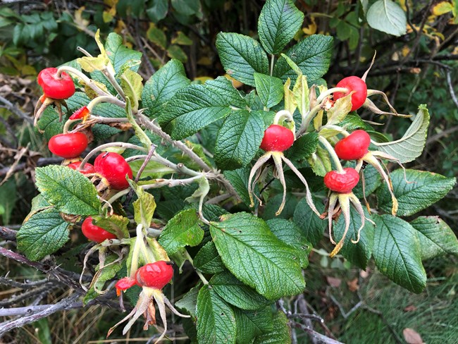 Sitka Rose Hips