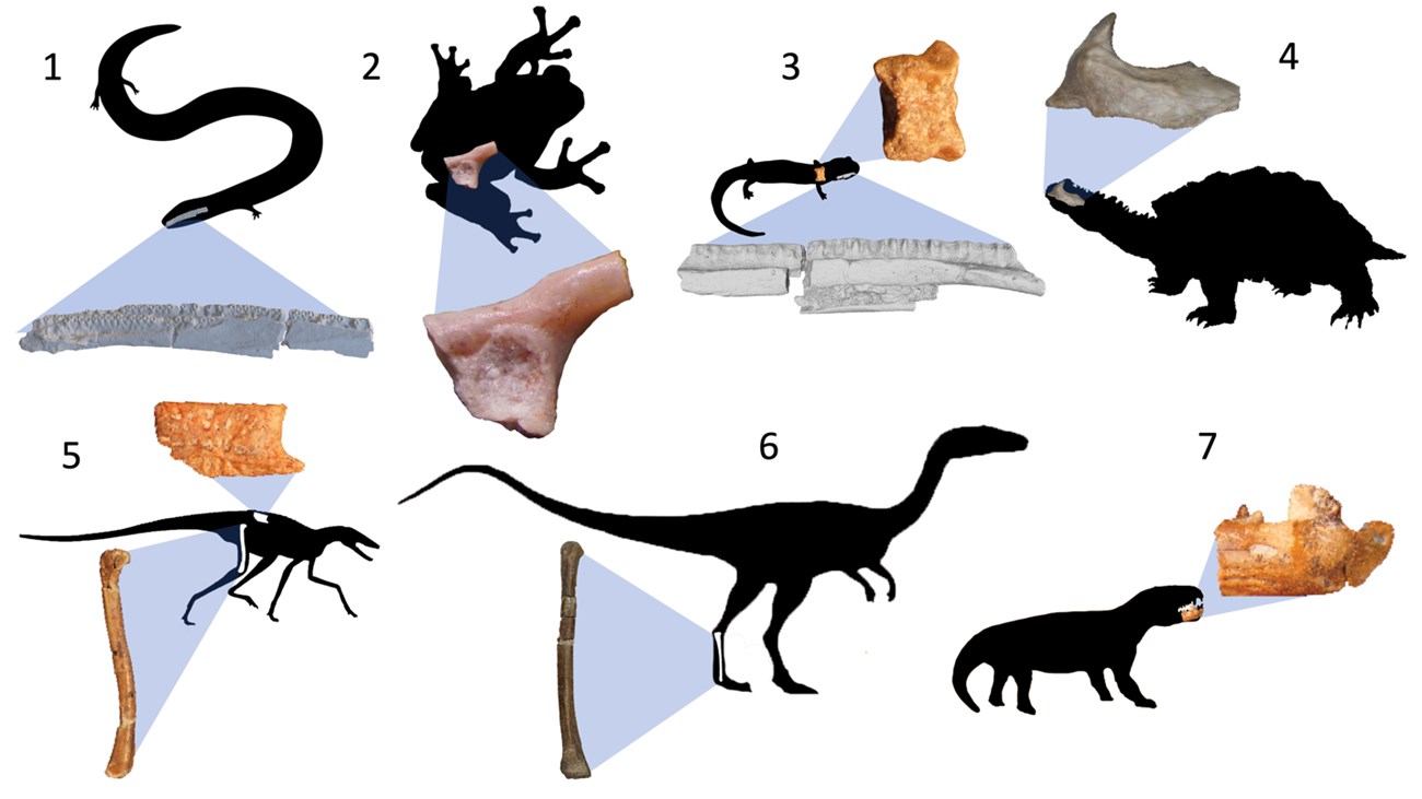 seven silhouettes of prehistoric animals and related fossils