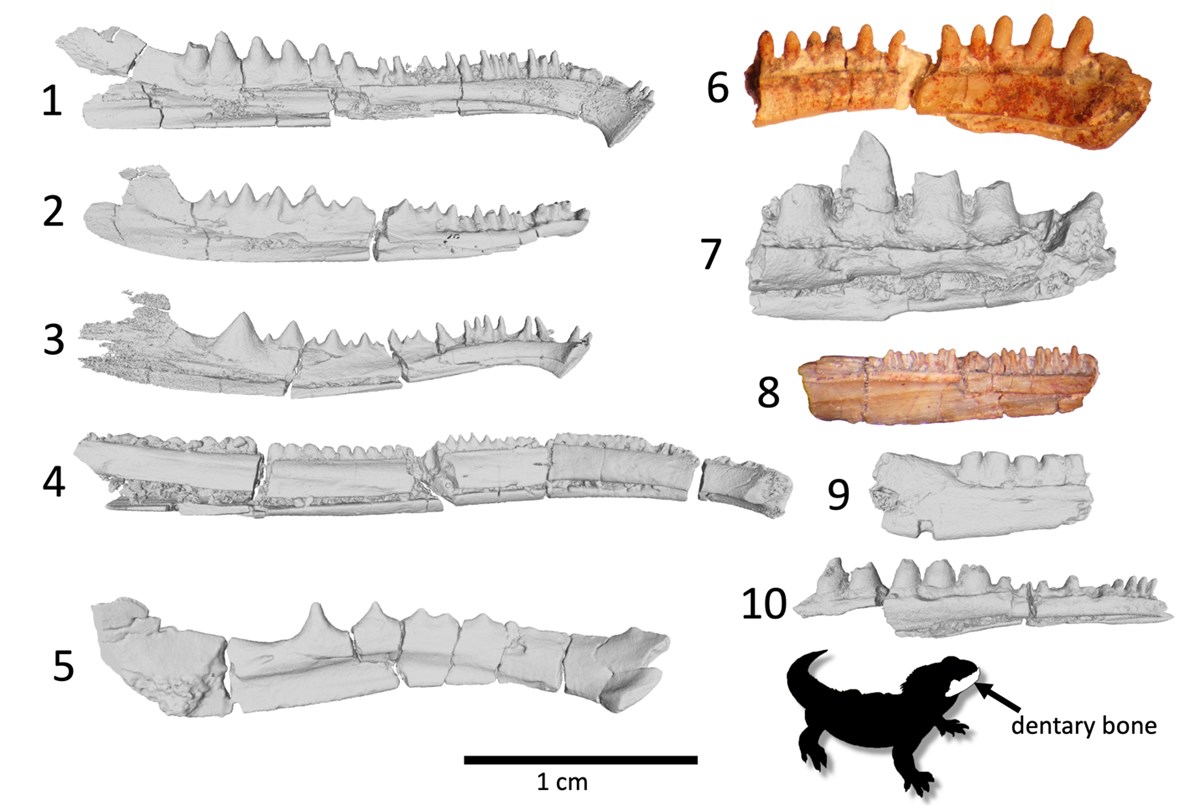 NPS Paleontologists Discover Hidden Cradle of Tetrapod Evolution at