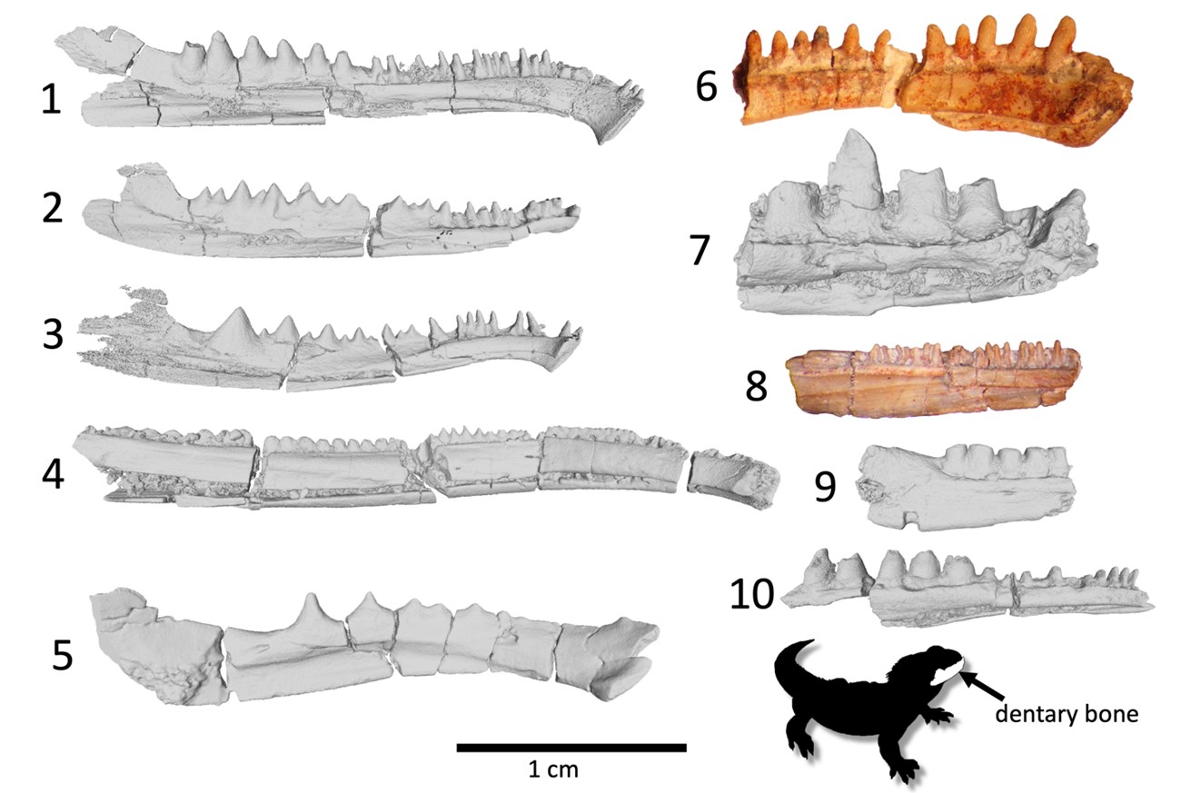 photos of ten fossil jaw bones with teeth