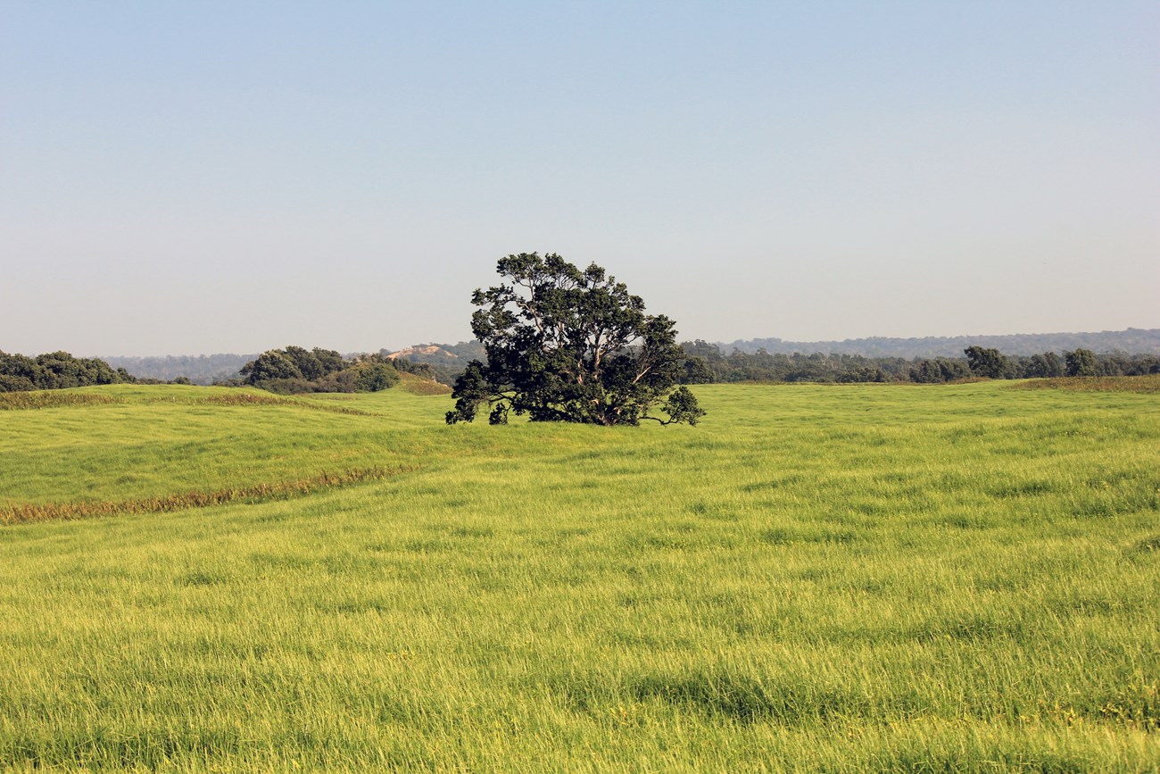 Kahuku Unit of Hawai'i Volcanoes National Park Wide, grassy field in the wind. In the distance in the center is a tree, partially blocked by a ridge under the thick grass