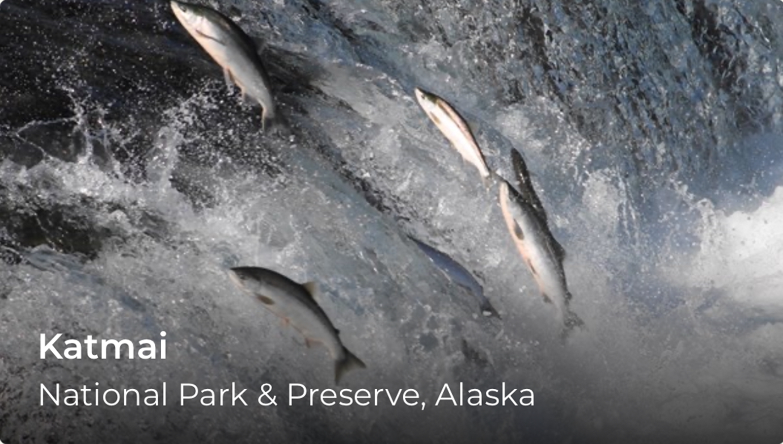 Fish jumping through running water. Words over the image read, Katmai National Park and Preserve.