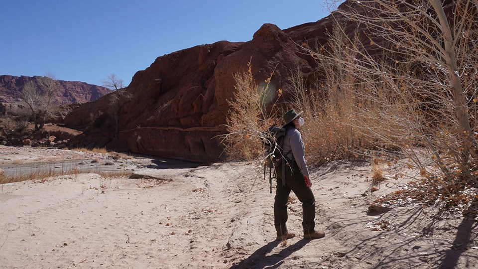 Park ranger inspects small tree in desert wash