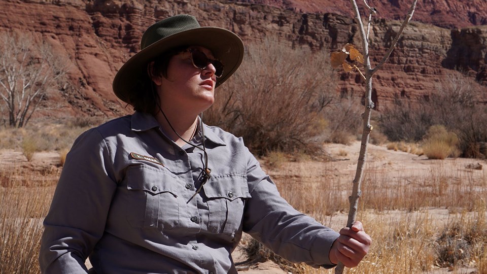 Park ranger holds and inspects tree branch
