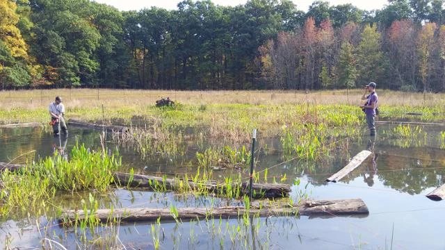 wetland monitoring Two scientists standing in the shallow water of the wetland using measuring tapes and other equipment to measure the wetland.