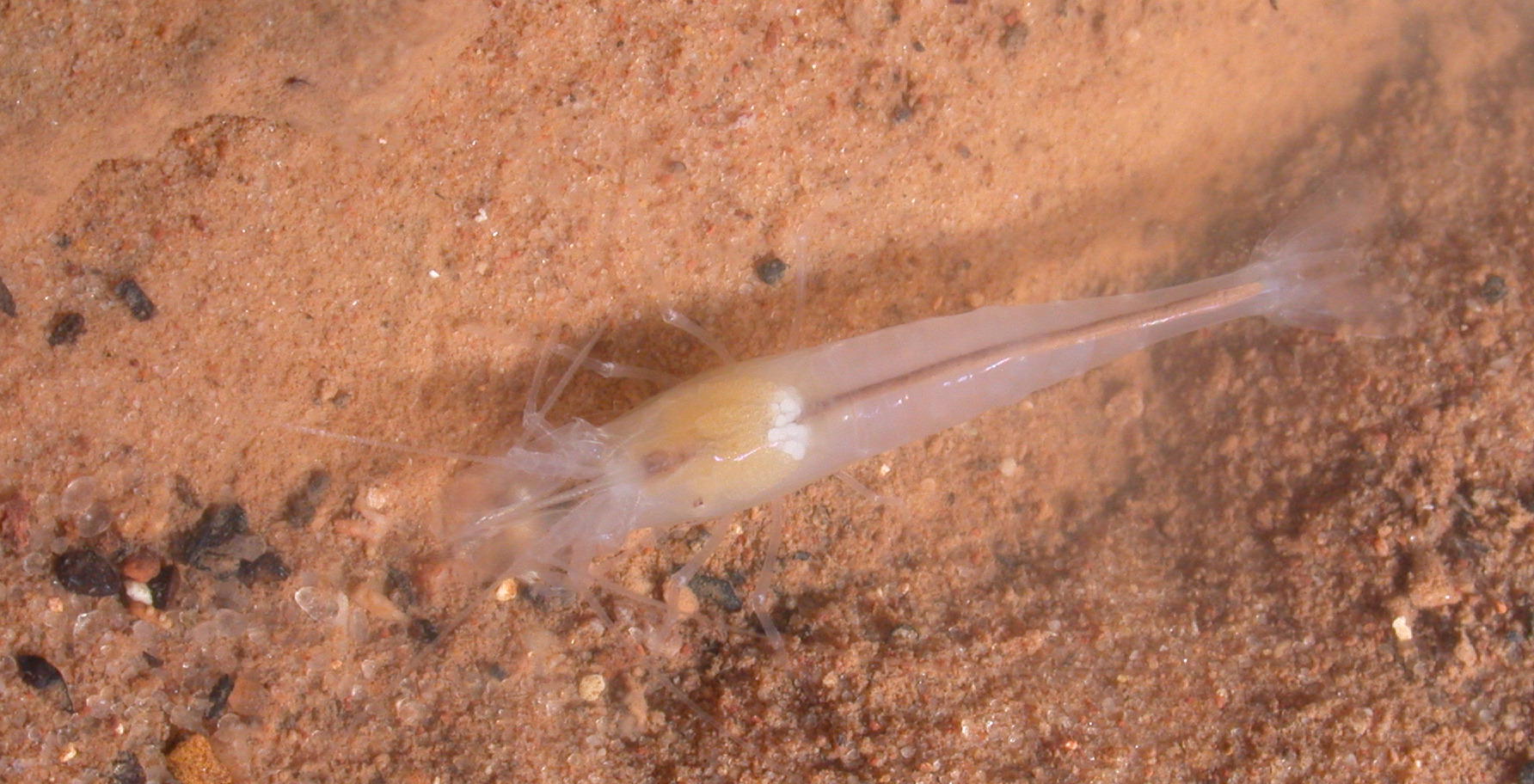 Kentucky Cave Shrimp: Endangered Species of Mammoth Cave (U.S. National  Park Service)