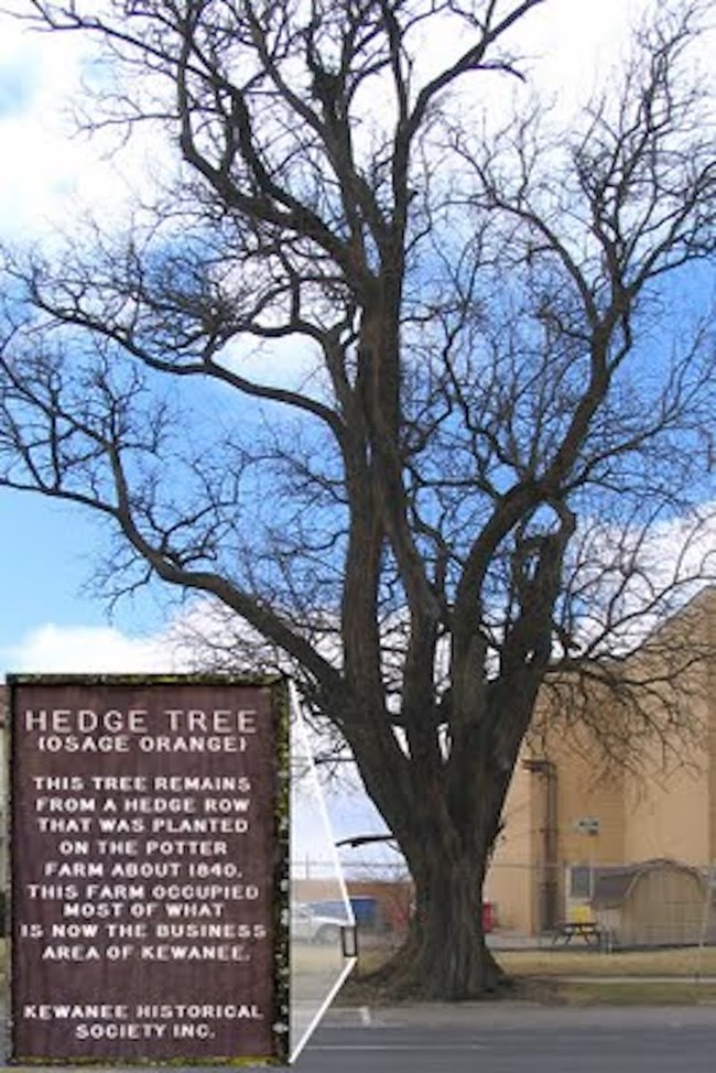 Hedge Tree (Osage Orange) This tree remains from a hedge row that was planted on the Potter Farm about 1840. This farm occupied most of what is now the business area of Kewanee. Kewanee Historical Society, Inc. Hedge Tree (Osage Orange) This tree remains from a hedge row that was planted on the Potter Farm about 1840. This farm occupied most of what is now the business area of Kewanee. Kewanee Historical Society, Inc.