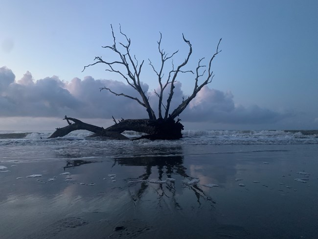 Large water-worn tree or huge driftwood stands in shallow waves and sand of coastal area