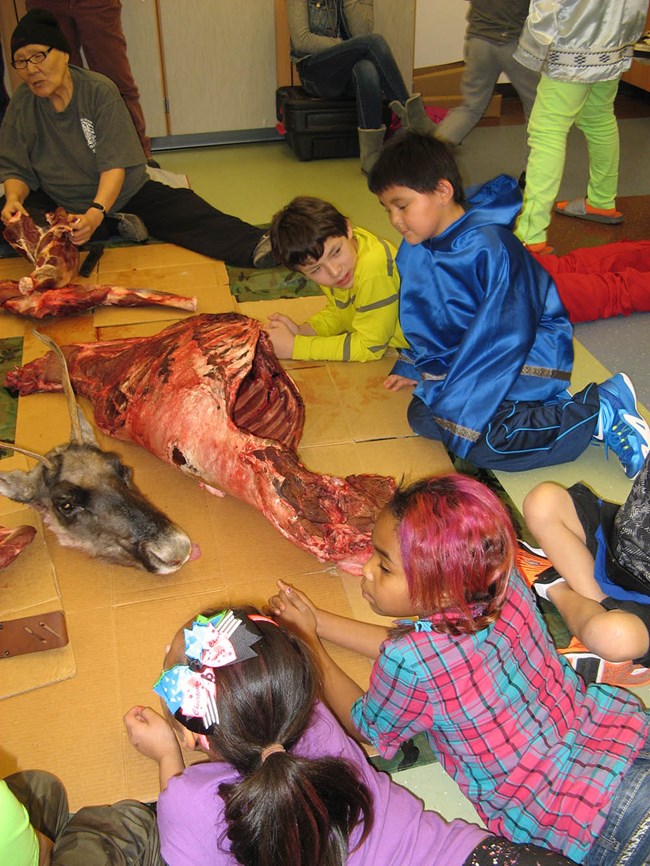 Children circle around a caribou carcass learning how to butcher.
