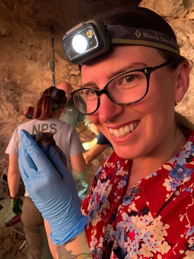 Woman holds captured bat. Woman wearing headlamp holding a bat with gloved hand and smiling at camera.