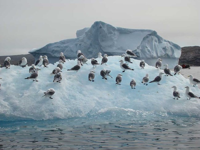 A group of kittiwakes on arctic ice