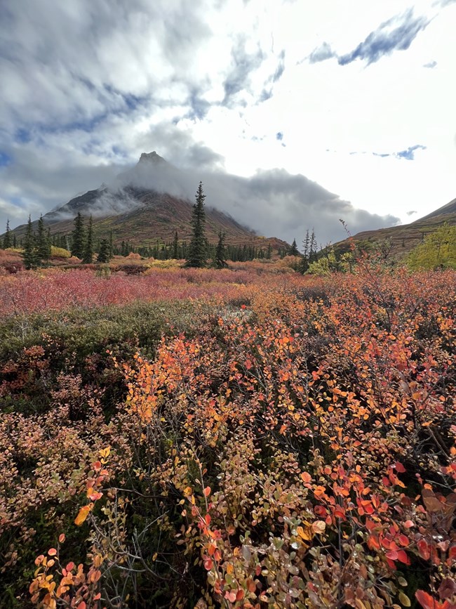 A field of red, orange and green plants and trees are below a tall mountain on an overcast day.