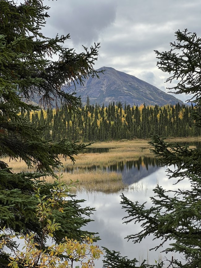 Two spruce trees in the foreground frame a mountain with a green forest below. In the center is a body of water that reflects the mountain and trees.