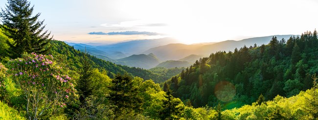 Sunrise view from Kuwohi with blooming rhododendron in the foreground surrounded by high elevation shrubs