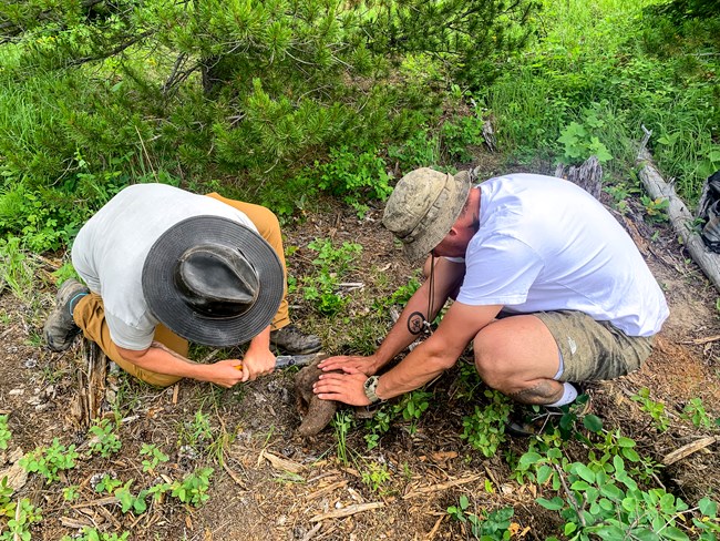 Kyle and Joe cutting a bison horn. Two men carefully cut horns off a bison skull to use for testing.