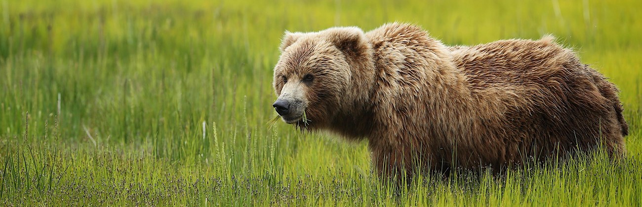 a brown bear eating sedges in a meadow