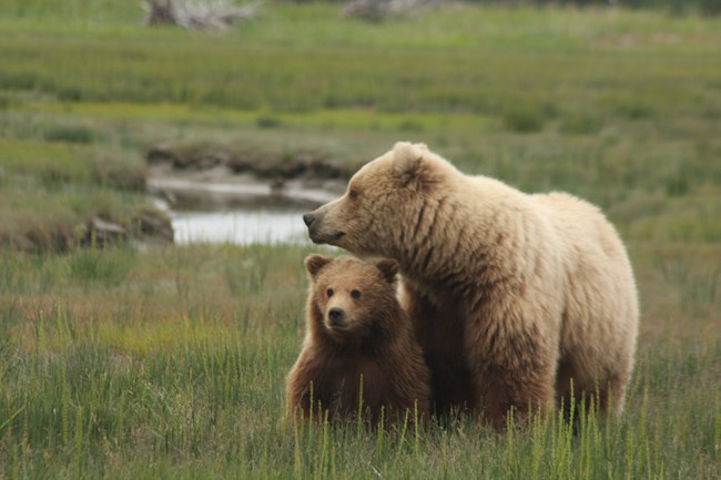 Image of a sow and her cub standing in vegetation in a meadow.