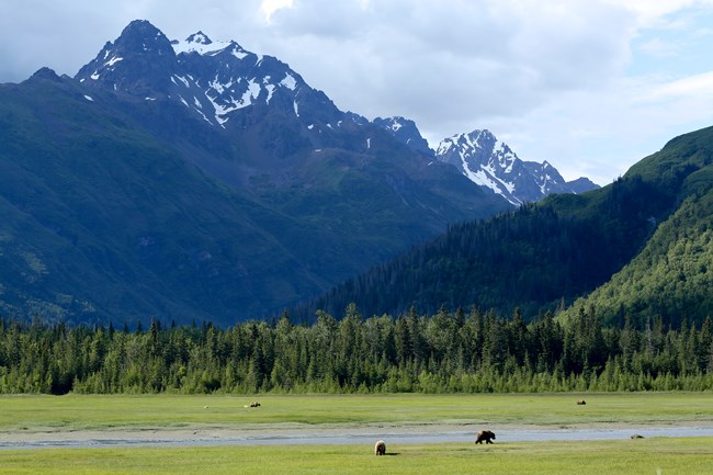 Image of brown bears roaming and foraging in green meadow.