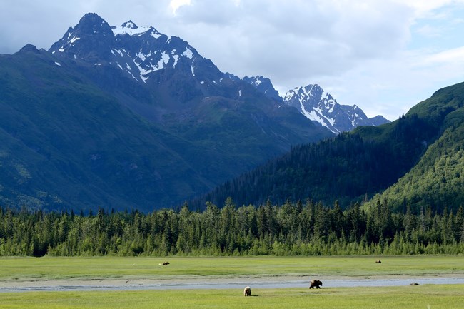 Brown bears foraging in Chinitna Bay meadows. Image of brown bears roaming and foraging in green meadow.