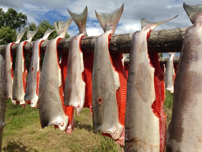 Image of several vibrantly colored sockeye salmon fillets hung out to dry on a fish rack.