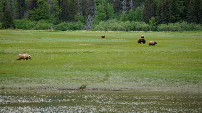 Five brown bears grazing in somewhat close proximity to each other in a grassy marsh. Five brown bears grazing in somewhat close proximity to each other in a grassy marsh.