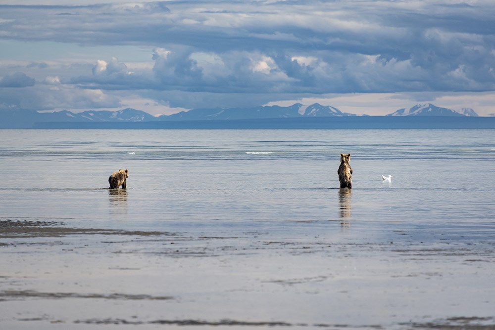 LACL_2018_CubsInOceanStandingSSC_KLewandowski_web Two bears in the shallows along the coast.