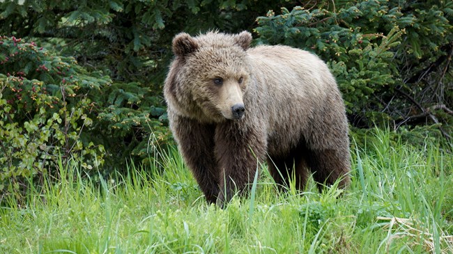 A female brown bear standing on grass