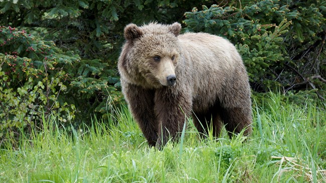 A female brown bear standing on grass A female brown bear standing on grass
