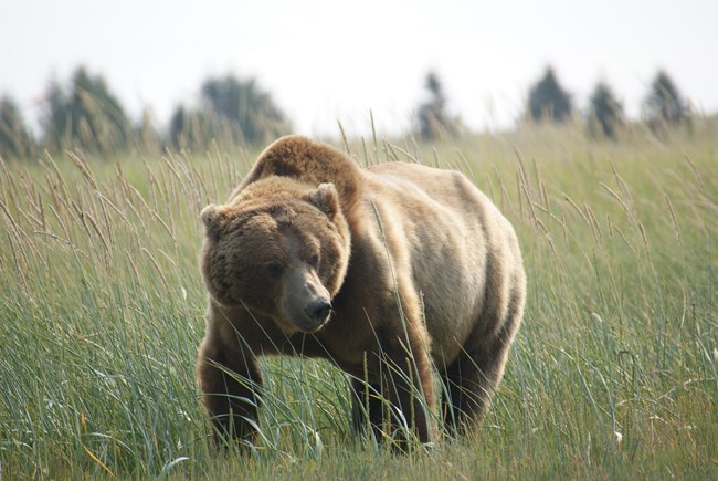 A male brown bear in tall grass