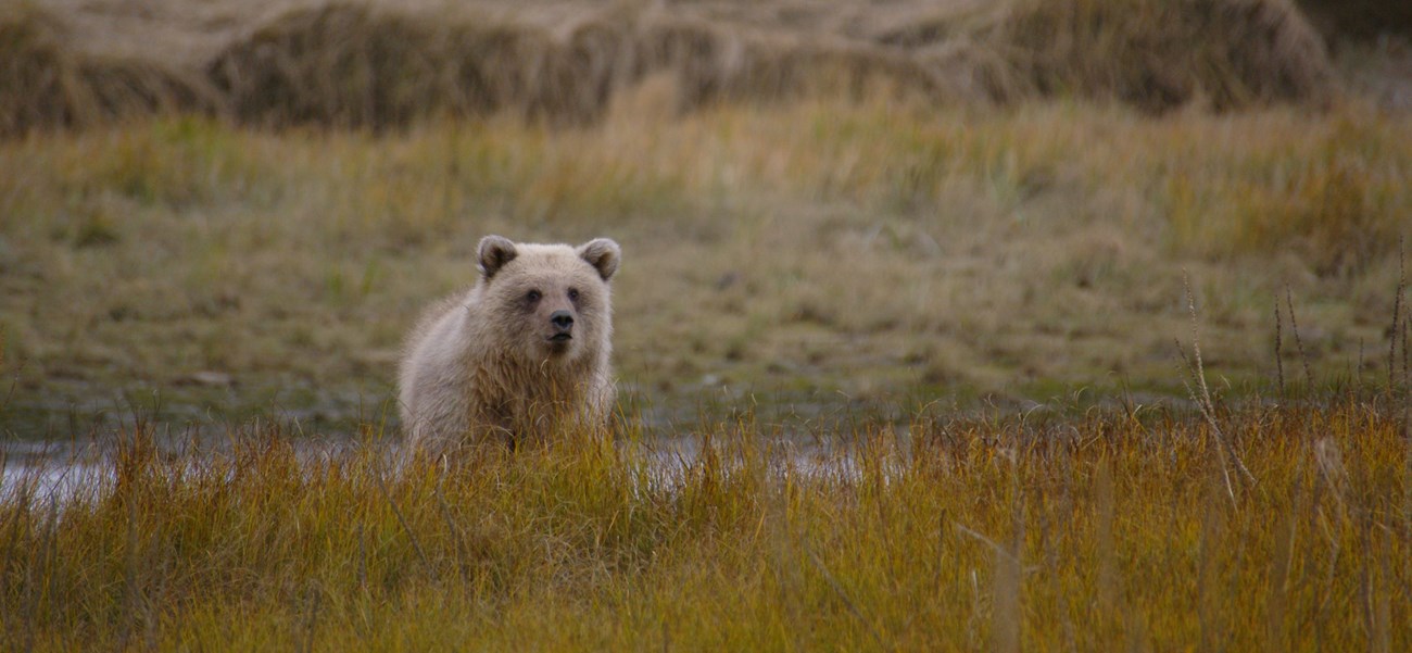 A brown bear stares out from tall grass
