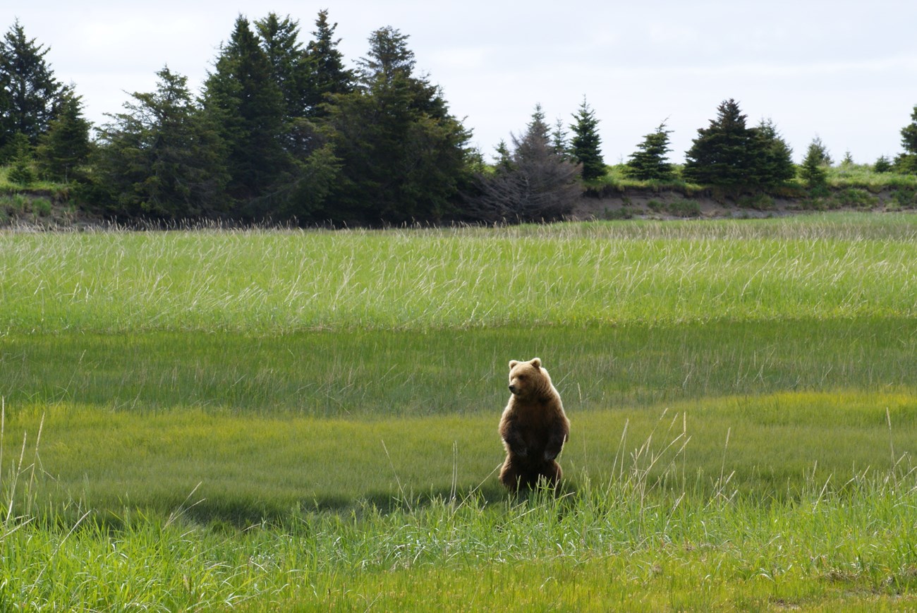 A brown bear standing in a field of green grass